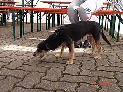 Dateiname=DSC02935.jpg
Dateigröße=320KB
Abmessungen: 1000x750
hinzugefügt am: 06. Mai 2014 DSC02935.jpg
