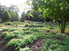 Dateiname=DSCN7768.jpg
Dateigröße=224KB
Abmessungen: 1000x750
hinzugefügt am: 03. Oktober 2017 DSCN7768.jpg