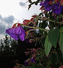 Dateiname=DSCF0709_59.jpg
Dateigröße=80KB
Abmessungen: 743x800
hinzugefügt am: 03. Oktober 2018 DSCF0709_59.jpg