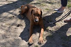 Dateiname=038.jpg
Dateigröße=142KB
Abmessungen: 1000x666
hinzugefügt am: 27. Juni 2018 038.jpg