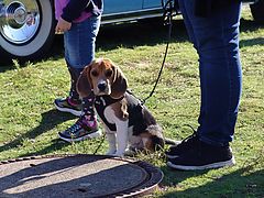 Dateiname=DSC00955.JPG
Dateigröße=120KB
Abmessungen: 800x600
hinzugefügt am: 13. Oktober 2019 DSC00955.JPG