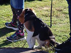 Dateiname=DSC00956.JPG
Dateigröße=103KB
Abmessungen: 800x600
hinzugefügt am: 13. Oktober 2019 DSC00956.JPG
